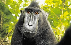 Macaque Monkey Selfie 2