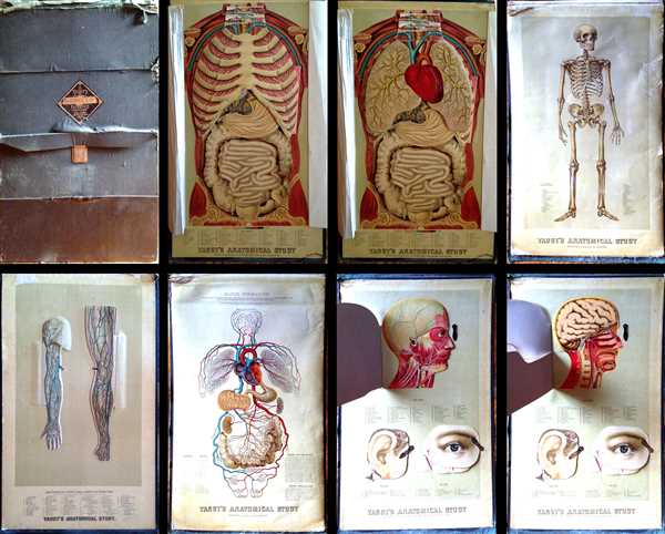 Yaggy Anatomical Studies (pages)