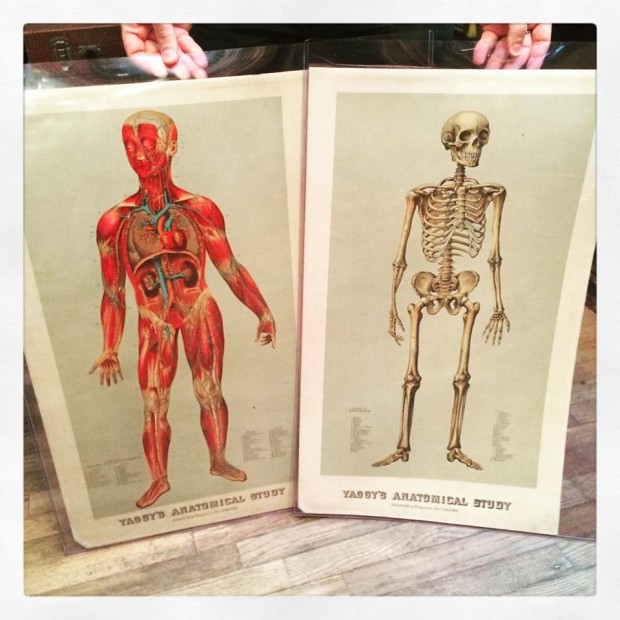 Yaggy's Anatomical Studies 1885